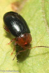 Podagrica fuscicornis