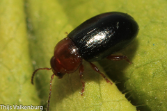 Podagrica fuscicornis