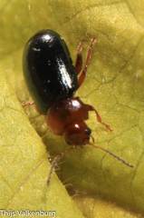 Podagrica fuscicornis