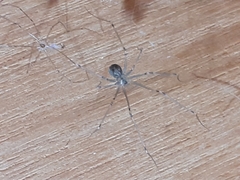 Physocyclus globosus