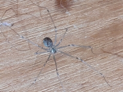 Physocyclus globosus