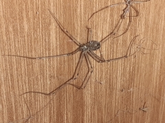 Physocyclus globosus