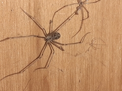 Physocyclus globosus