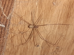 Pholcus phalangioides