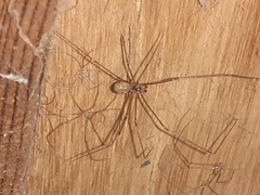 Pholcus phalangioides