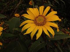 Tithonia longiradiata