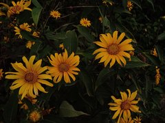 Tithonia longiradiata