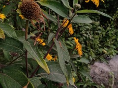 Tithonia longiradiata