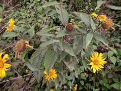 Tithonia longiradiata