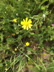 Ranunculus pedatifidus