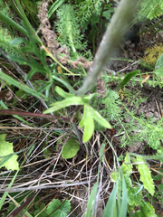 Ranunculus pedatifidus