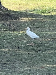Bubulcus ibis