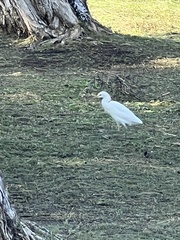 Bubulcus ibis