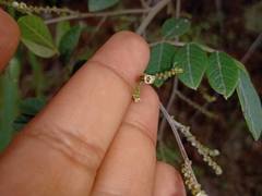 Rhus terebinthifolia