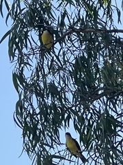 Pitangus sulphuratus