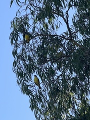 Pitangus sulphuratus