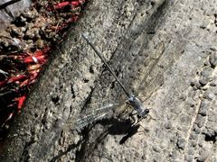 Austroargiolestes icteromelas