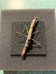 Coenomantis kraussiana