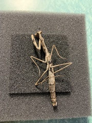 Coenomantis kraussiana