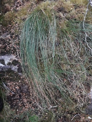 Schoenus pauciflorus