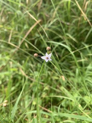 Sisyrinchium rosulatum