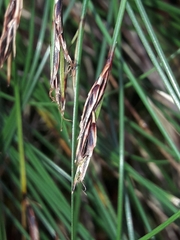 Schoenus pauciflorus