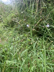 Sisyrinchium rosulatum