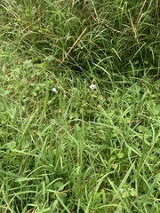 Sisyrinchium rosulatum