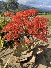 Aloe striata
