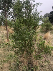 Acacia leprosa uninervia