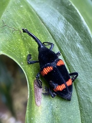 Cactophagus duplocinctus