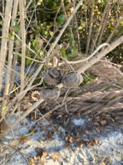 Thespesia populnea