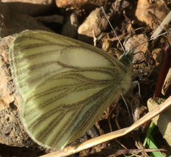 Pieris marginalis