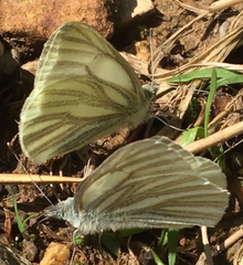 Pieris marginalis