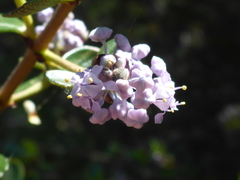 Ceanothus cuneatus ramulosus