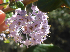 Ceanothus cuneatus ramulosus