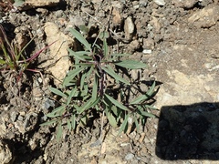 Monardella douglasii