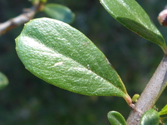 Ceanothus cuneatus ramulosus
