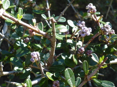 Ceanothus cuneatus ramulosus