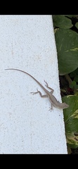 Anolis gingivinus