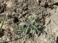 Monardella douglasii