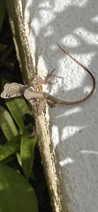 Anolis gingivinus