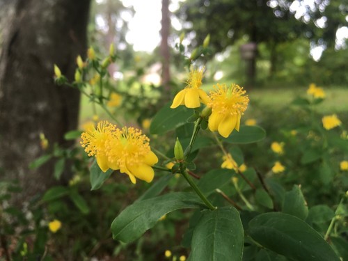 Hypericum frondosum iNat (3)