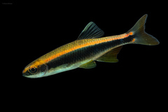 Pteronotropis hypselopterus