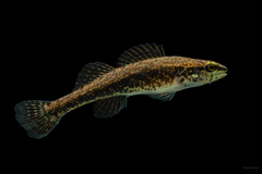 Etheostoma edwini