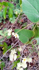 Antigonon flavescens