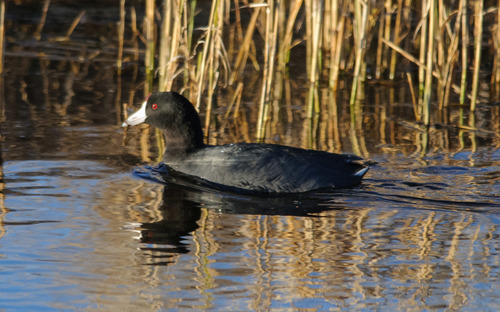 Focha americana (Fulica americana)