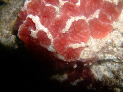Aplidium clivosum