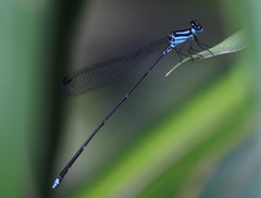 Coeliccia membranipes