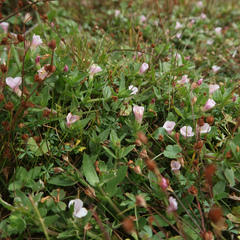 Gratiola pubescens